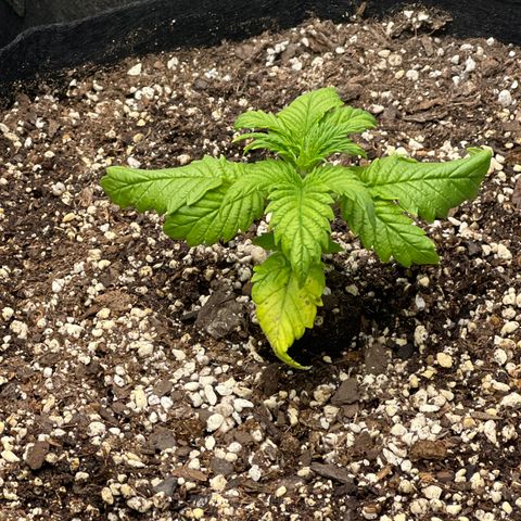 Strawberry Banana Grape growlog timeline photo