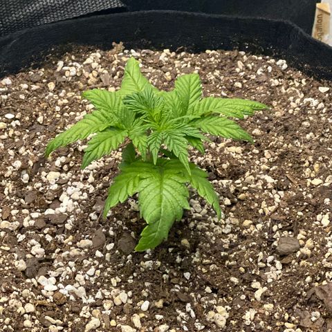 Strawberry Banana Grape growlog timeline photo