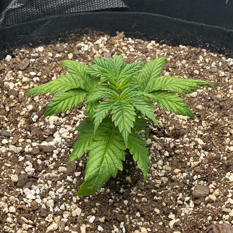 Strawberry Banana Grape growlog timeline photo