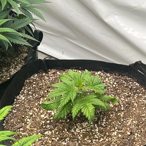 Strawberry Banana Grape growlog timeline photo