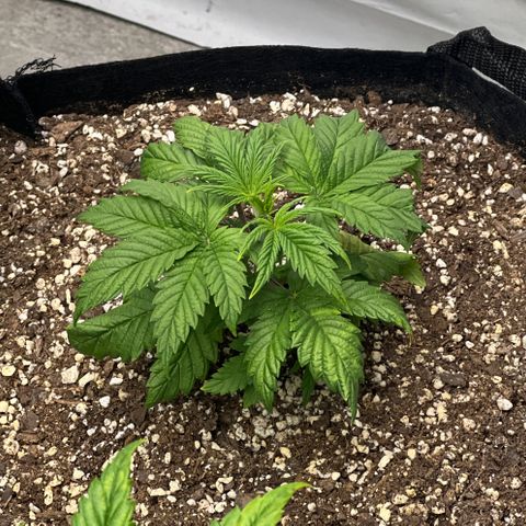 Strawberry Banana Grape growlog timeline photo