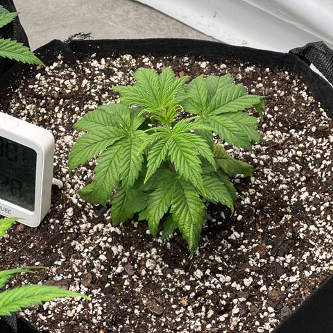 Strawberry Banana Grape growlog timeline photo