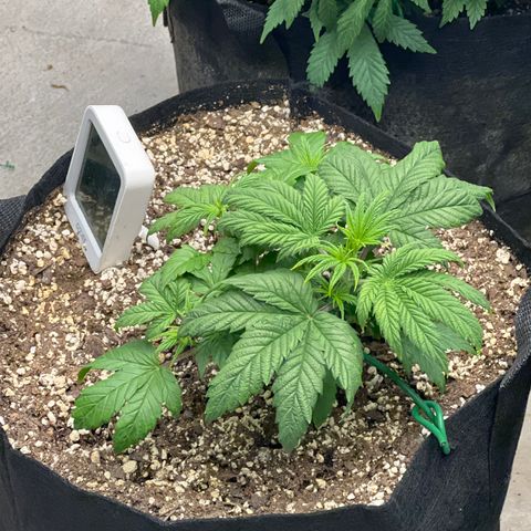 Strawberry Banana Grape growlog timeline photo