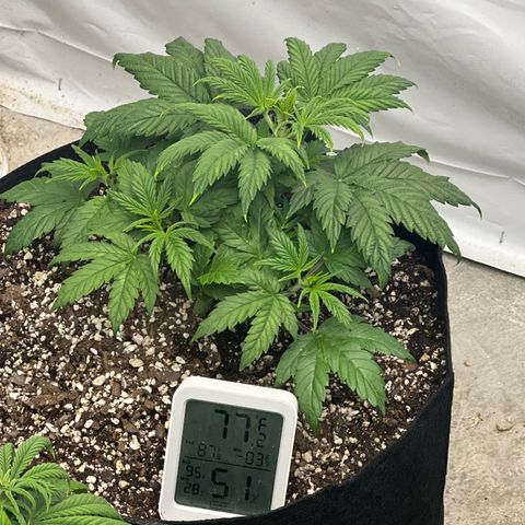 Strawberry Banana Grape growlog timeline photo