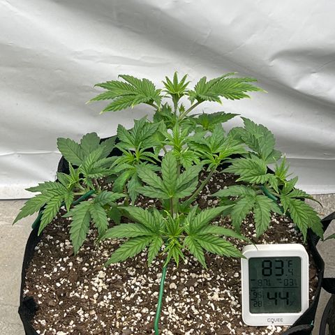 Strawberry Banana Grape growlog timeline photo