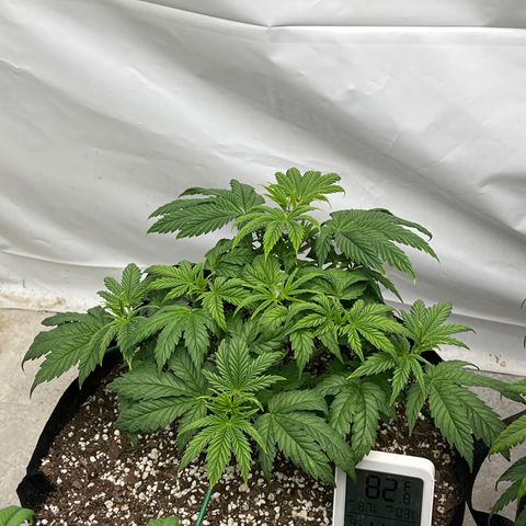 Strawberry Banana Grape growlog timeline photo
