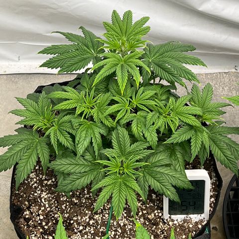 Strawberry Banana Grape growlog timeline photo