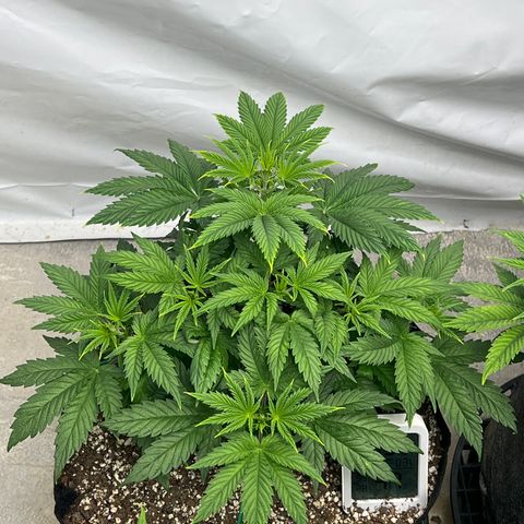 Strawberry Banana Grape growlog timeline photo