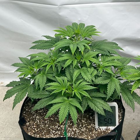 Strawberry Banana Grape growlog timeline photo