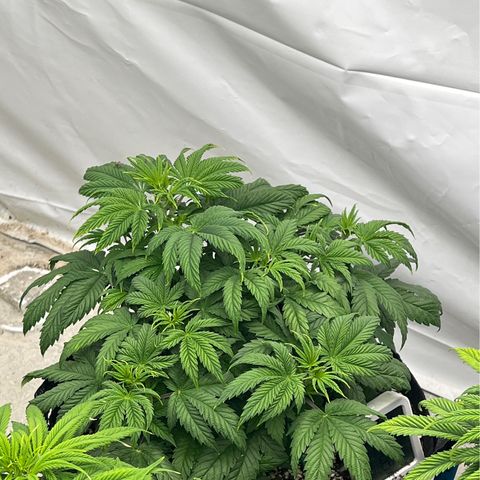 Strawberry Banana Grape growlog timeline photo