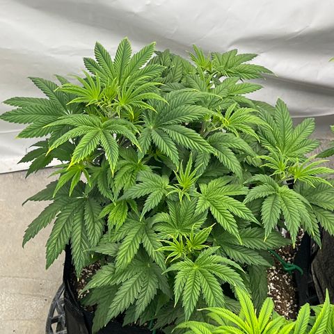 Strawberry Banana Grape growlog timeline photo