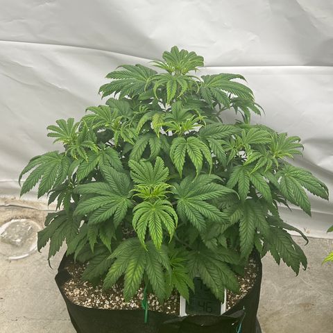 Strawberry Banana Grape growlog timeline photo