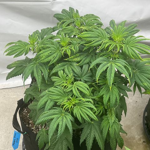 Strawberry Banana Grape growlog timeline photo