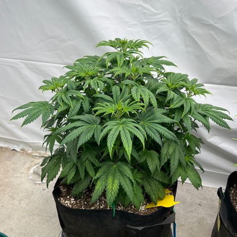 Strawberry Banana Grape growlog timeline photo