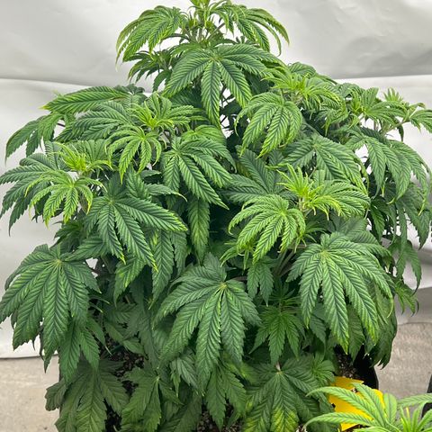 Strawberry Banana Grape growlog timeline photo