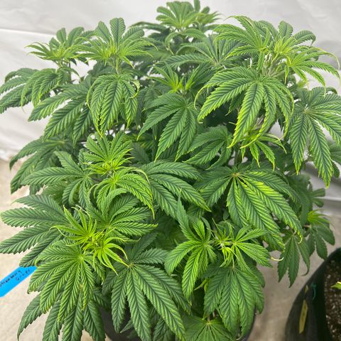 Strawberry Banana Grape growlog timeline photo