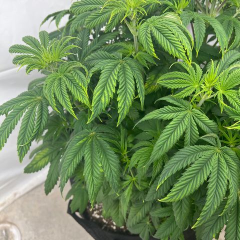Strawberry Banana Grape growlog timeline photo