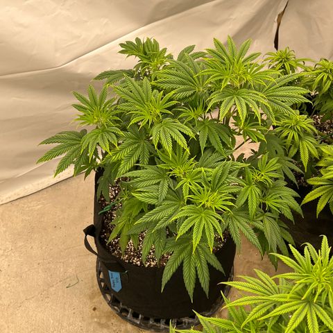 Strawberry Banana Grape growlog photo: After defoliation and mild lollipop 