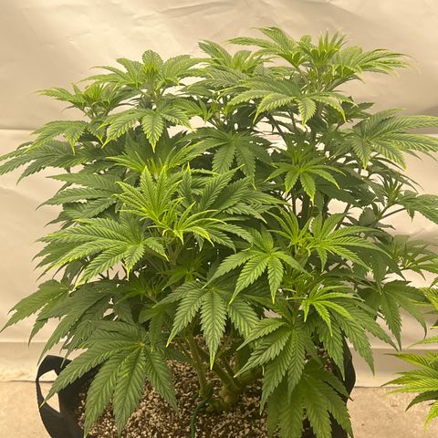 Strawberry Banana Grape growlog timeline photo
