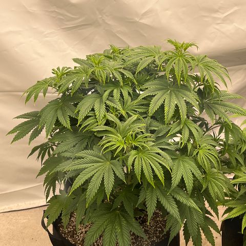 Strawberry Banana Grape growlog timeline photo