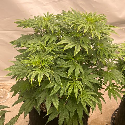 Strawberry Banana Grape growlog timeline photo