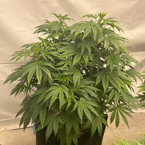 Strawberry Banana Grape growlog timeline photo