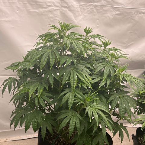 Strawberry Banana Grape growlog timeline photo