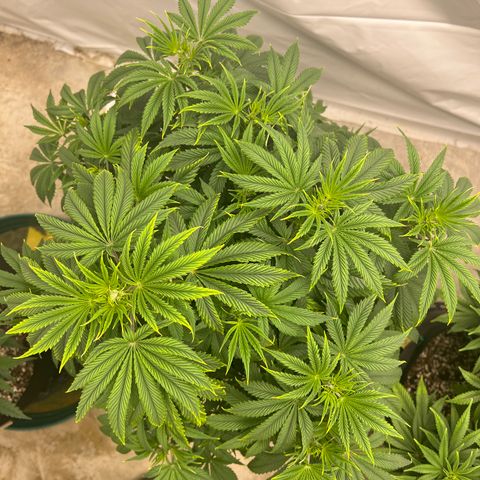 Strawberry Banana Grape growlog timeline photo