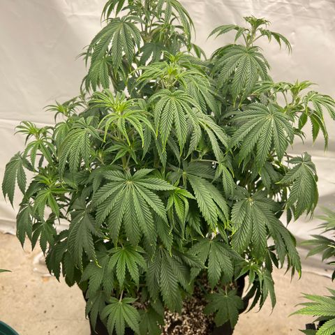Strawberry Banana Grape growlog photo: Before watering
