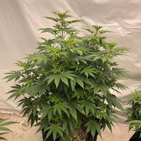 Strawberry Banana Grape growlog timeline photo