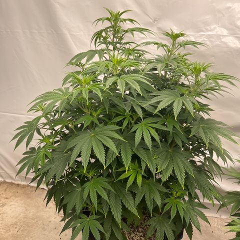Strawberry Banana Grape growlog timeline photo