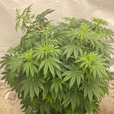 Strawberry Banana Grape growlog photo: Tie down