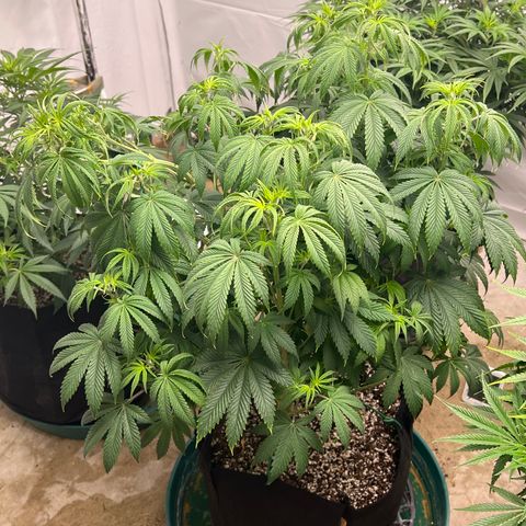 Strawberry Banana Grape growlog timeline photo