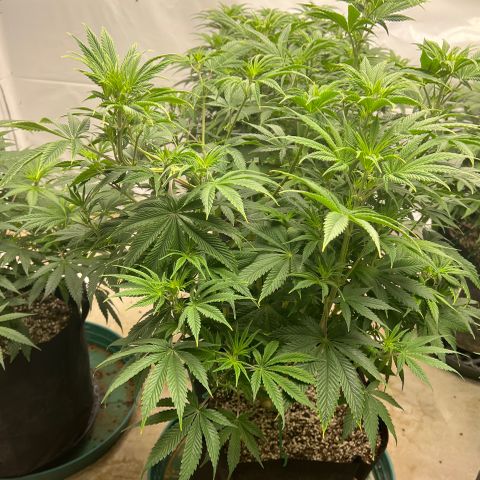 Strawberry Banana Grape growlog timeline photo