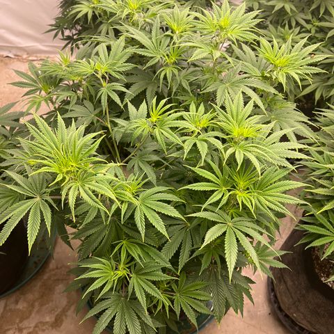 Strawberry Banana Grape growlog timeline photo