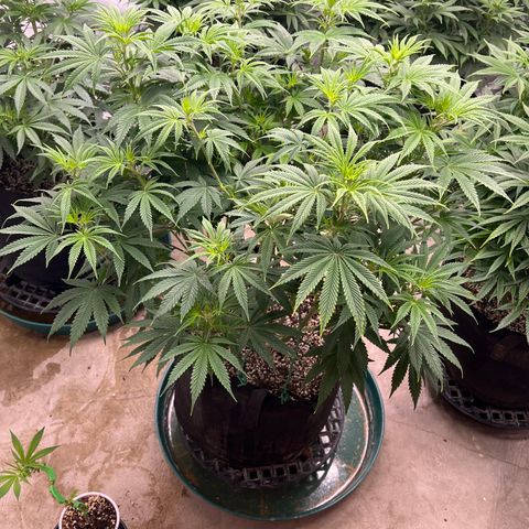 Strawberry Banana Grape growlog timeline photo
