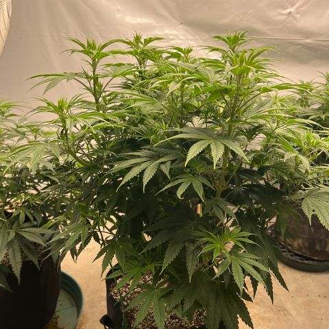 Strawberry Banana Grape growlog timeline photo