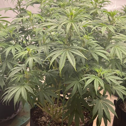 Strawberry Banana Grape growlog timeline photo