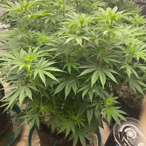 Strawberry Banana Grape growlog timeline photo