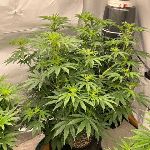 Strawberry Banana Grape growlog timeline photo