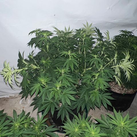 Strawberry Banana Grape growlog timeline photo