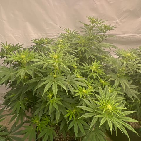 Strawberry Banana Grape growlog timeline photo