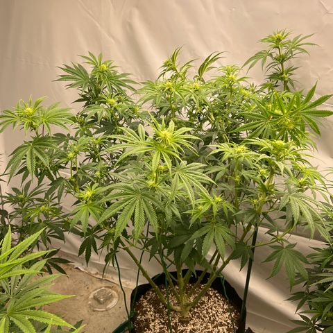 Strawberry Banana Grape growlog timeline photo