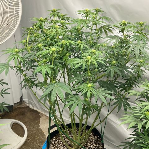 Strawberry Banana Grape growlog timeline photo