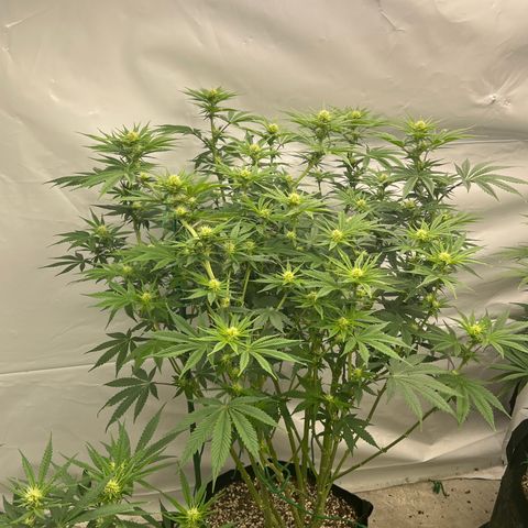 Strawberry Banana Grape growlog timeline photo