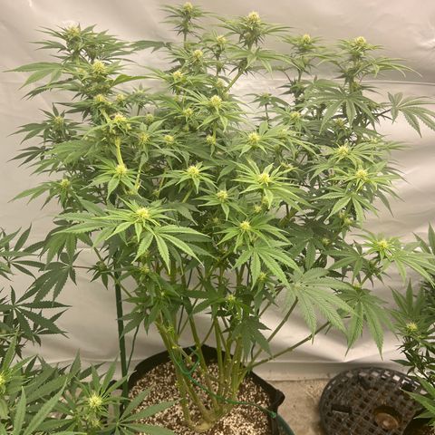 Strawberry Banana Grape growlog timeline photo