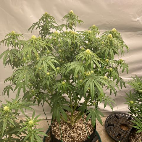 Strawberry Banana Grape growlog photo: Watered 1 day too soon