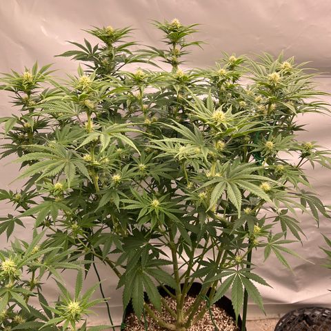 Strawberry Banana Grape growlog photo: Couple hours after water/feed…looking happy now. 