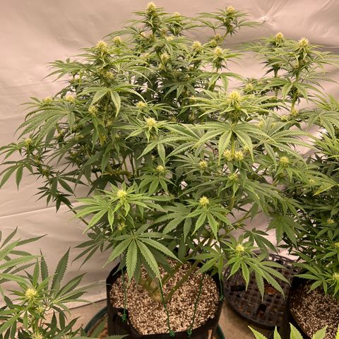 Strawberry Banana Grape growlog timeline photo