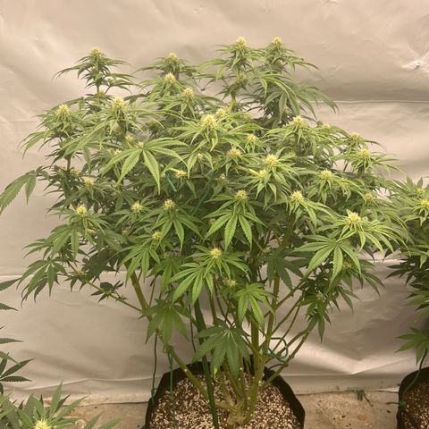 Strawberry Banana Grape growlog timeline photo